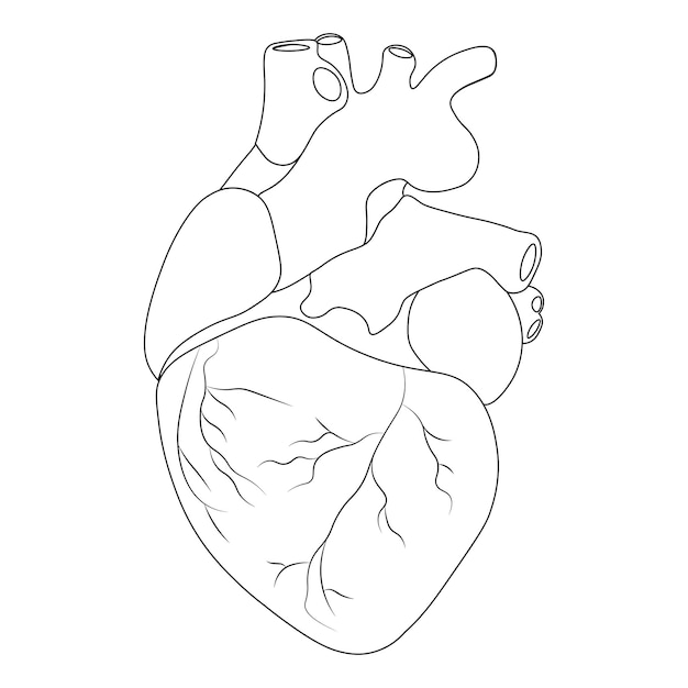 Human heart Anatomy Organs symbol Vector illustration