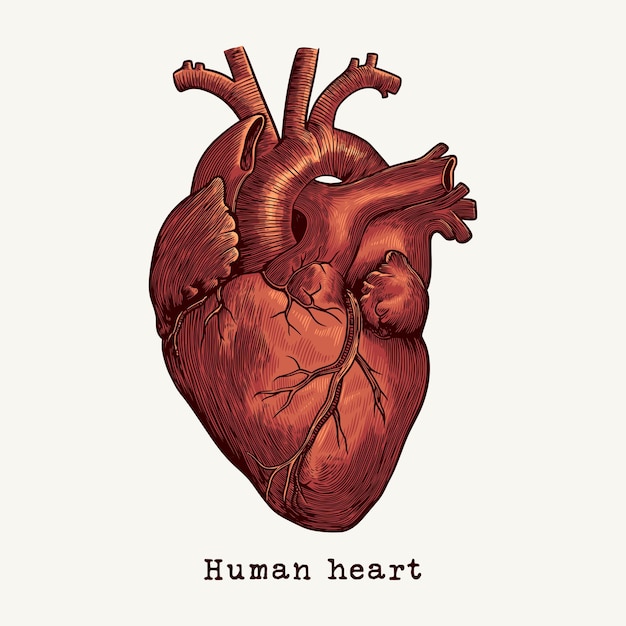 Vector human heart diagram anatomy illustration in vintage hand drawn style