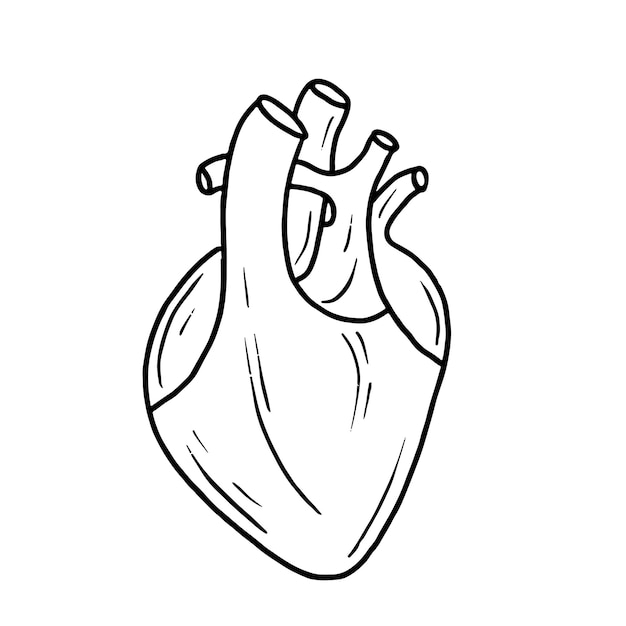 Human heart in doodle style Sketch hand drawn vector illustration