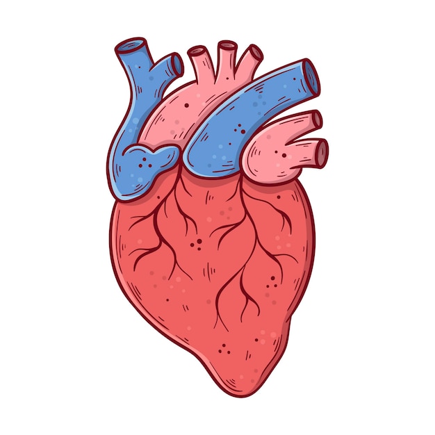 Human heart hand drawn cartoon simple vector illustration