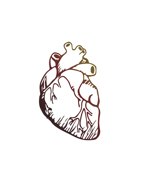 Human heart hand drawn vector illustration