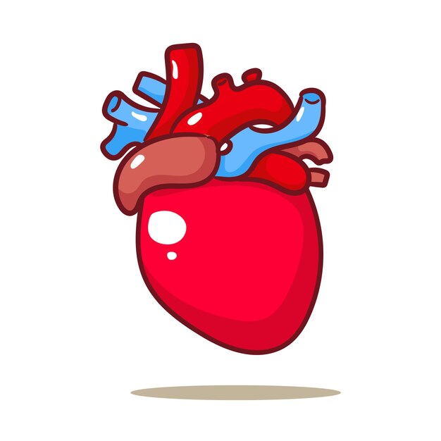 Vector human heart organ cartoon human anatomy biology organ body system health care and medical