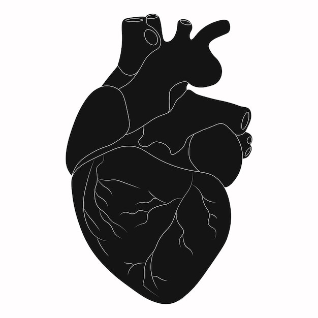 Human heart silhouette Vector illustration