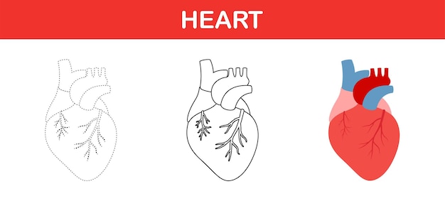 Human heart tracing and coloring worksheet for kids