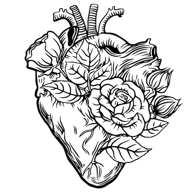 Human heart Vector illustration of a human heart with rose flowers