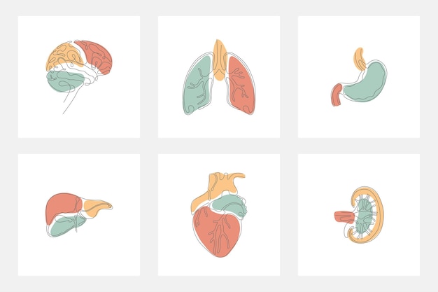 Human internal organ with abstract minimalist in single line