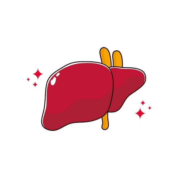 Human internal organ with liver. Vector cartoon flat icon illustration isolated on white background.