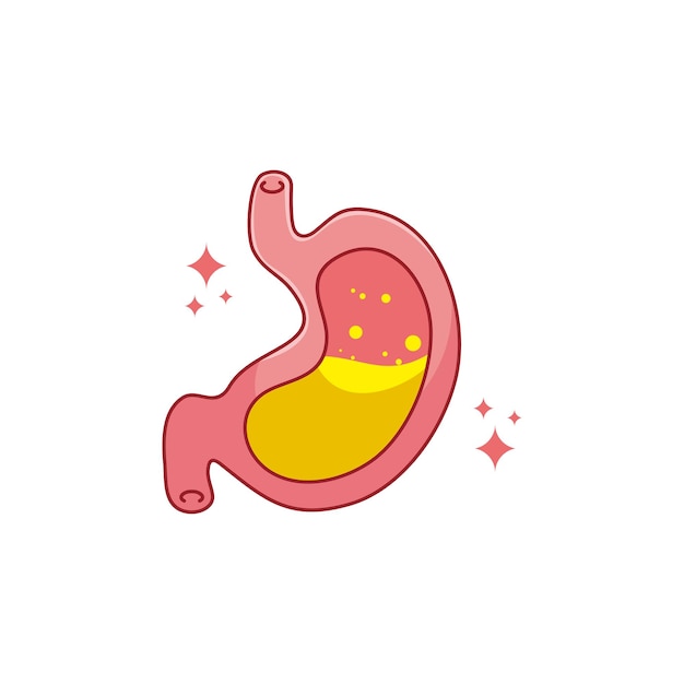 Human internal organ with stomach. Vector cartoon flat icon illustration isolated