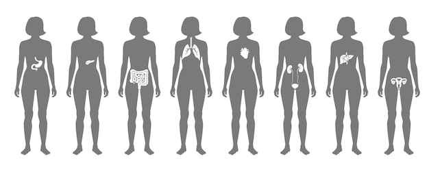 Vector human internal organs in female body flat vector isolated illustration.