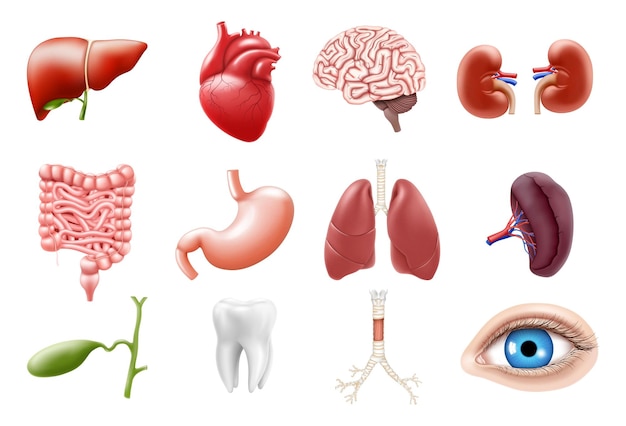 Human internal organs isolated on white background Lungs kidneys stomach intestines brain heart spleen liver tooth trachea gallbladder eye Realistic 3d vector icons set