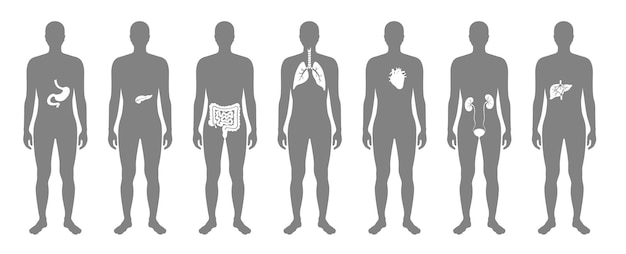 Human internal organs in male body flat vector isolated illustration. Man silhouette