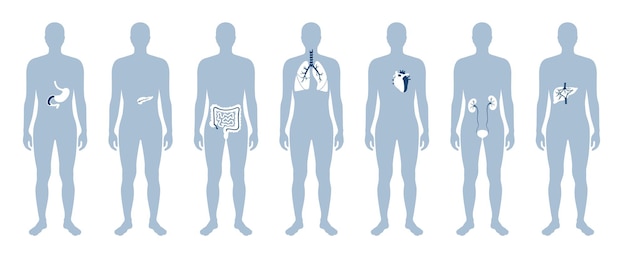 Human internal organs in male body flat vector isolated illustration. Man silhouette