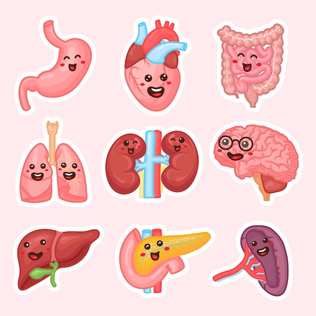 Human internal organs patches design. Funny human body organs stickers. Kidneys, liver, pancreas, intestines, spleen, Heart, brain and lungs. Anatomy funny print. Children education patch set.