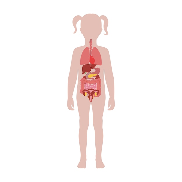 Human internal organs vector