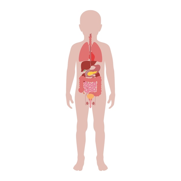 Human internal organs vector