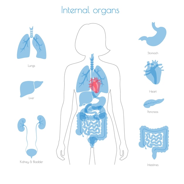 Human internal organs vector