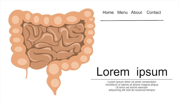 Human intestines in digestive system infographic. Large and small intestine.