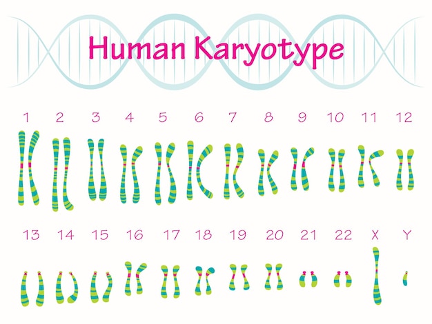 Human Karyotype vector illustration