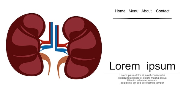 Human kidney anatomy  vector illustration