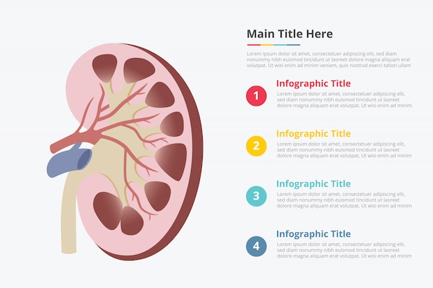 Human kidney infographic template