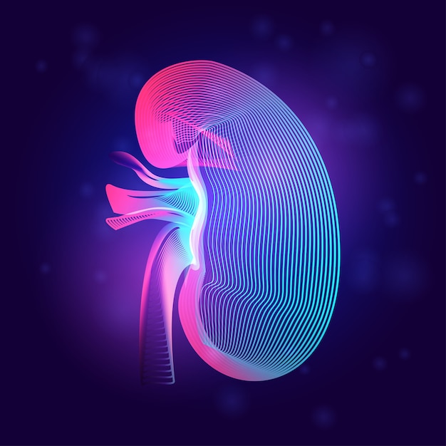 Vector human kidney medical structure. outline of body part organ anatomy in 3d line art style on neon abstract background