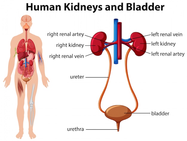 Human Kidneys and Bladder