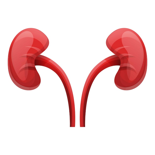 Human kidneys icon Cartoon of human kidneys vector icon for web design isolated on white background