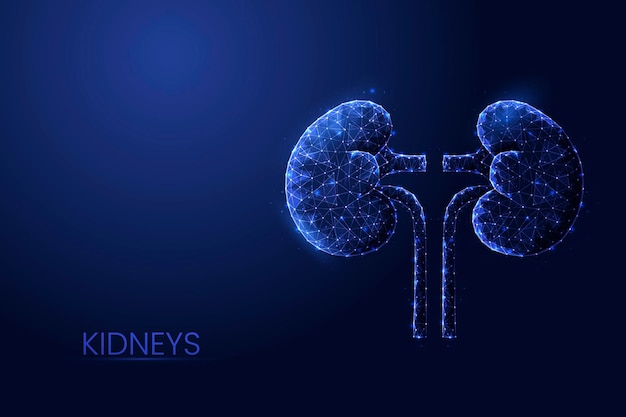 Human kidneys low poly concept vector illustration