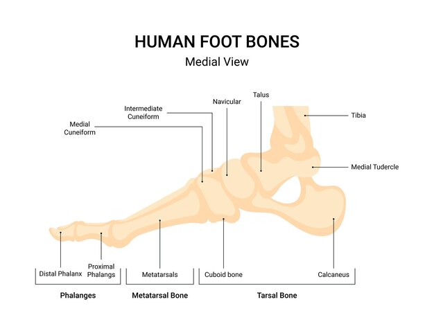 Vector human leg bone system infographic