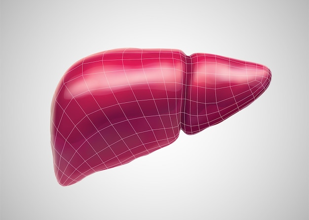 human liver 3d vector health and medicine organ seal