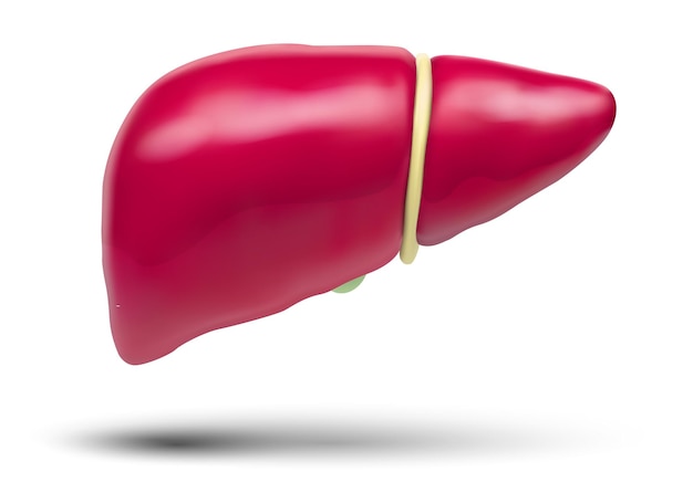 Human liver 3d vector health and medicine