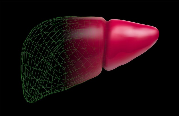 Human liver 3d vector health and medicine