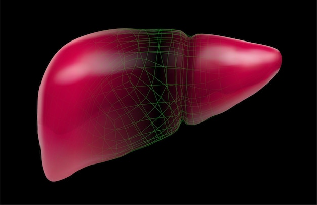 Human liver 3d vector health and medicine