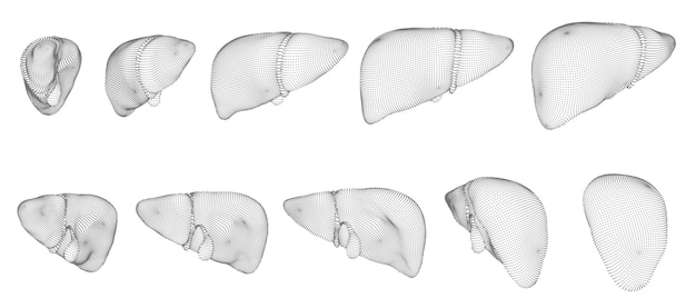 Human liver 3d vector health and medicine