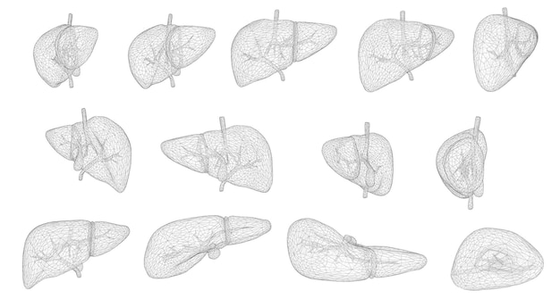 Human liver 3d vector health and medicine