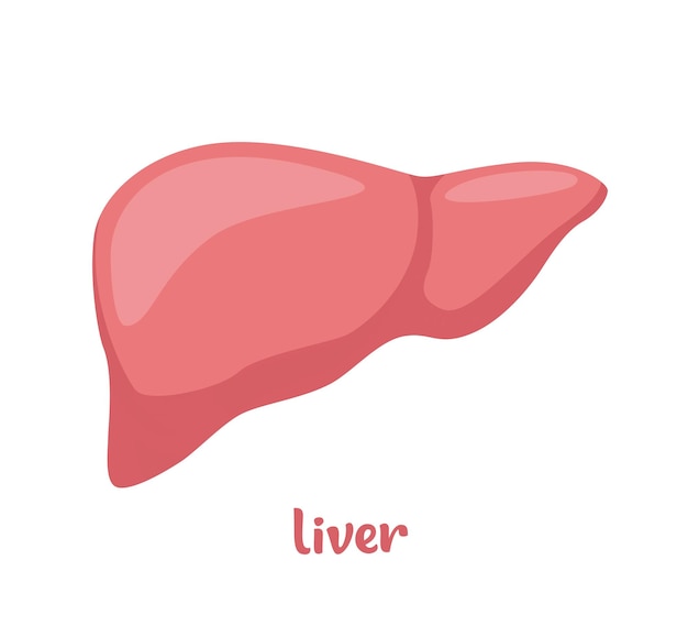 Human liver anatomy