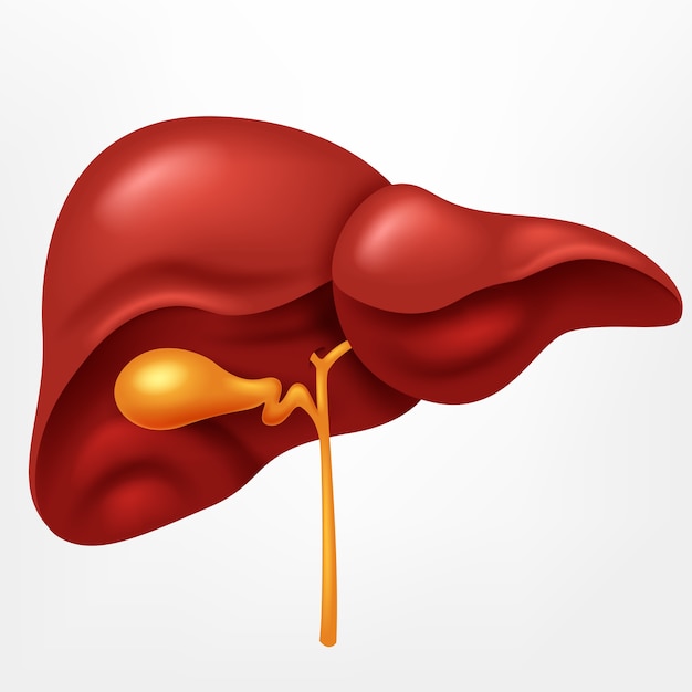 Human liver in digestive system