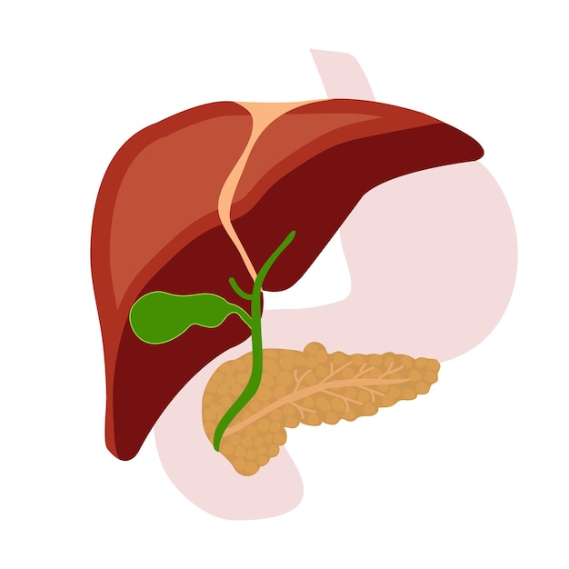 Human liver pancreas gallbladder Vector flat illustration