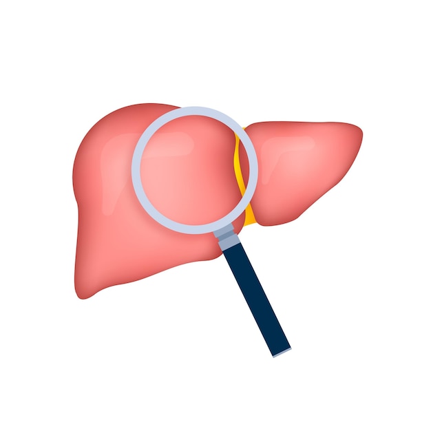 Human liver with magnifying glass Finding virus Vector stock illustration