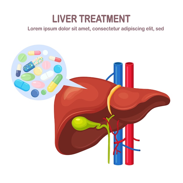 Human liver with pills, drugs, medicine isolated on white background. Internal organ. Gallbladder, aorta, portal vein, hepatic duct. Medical science anatomy. Treatment. Vector flat design