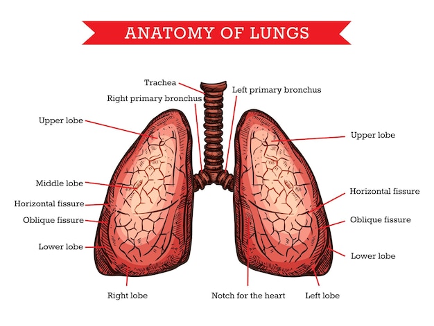 Human lungs anatomy vector medicine aid scheme