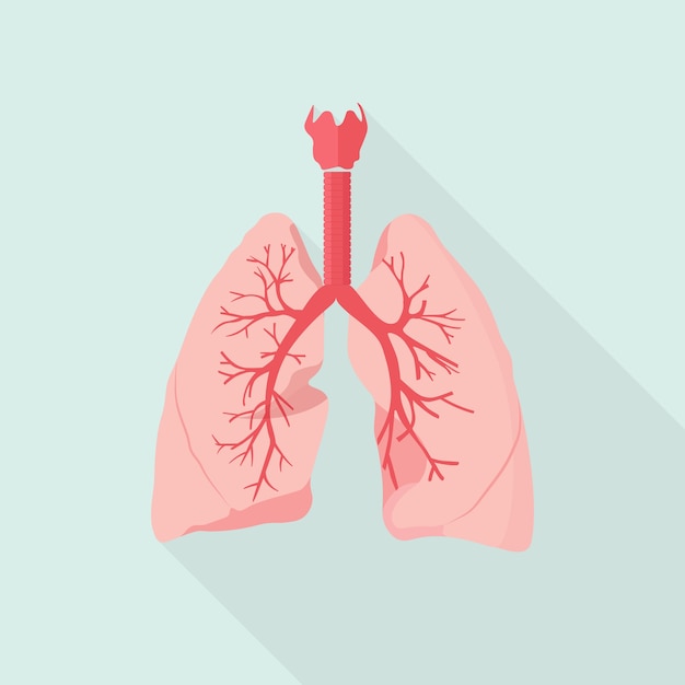 Human lungs illustration