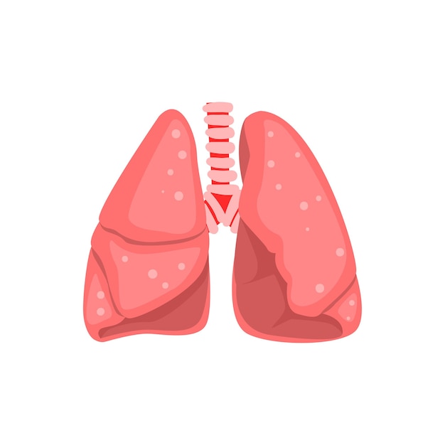 Human lungs, internal organ anatomy vector Illustration isolated on a white background.