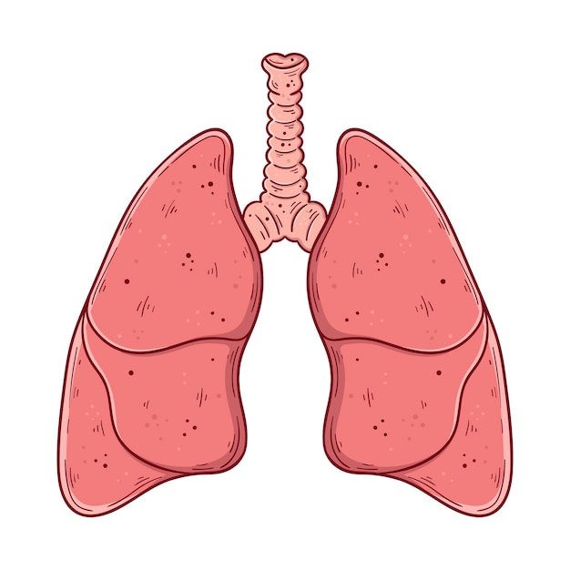 Human lungs and trachea hand drawn cartoon simple vector illustration