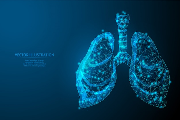 Human lungs and trachea. Organ anatomy. Coronavirus pneumonia, cancer, organ transplant, tuberculosis, asthma. Innovative medical technology. 3d low poly wireframe illustration.