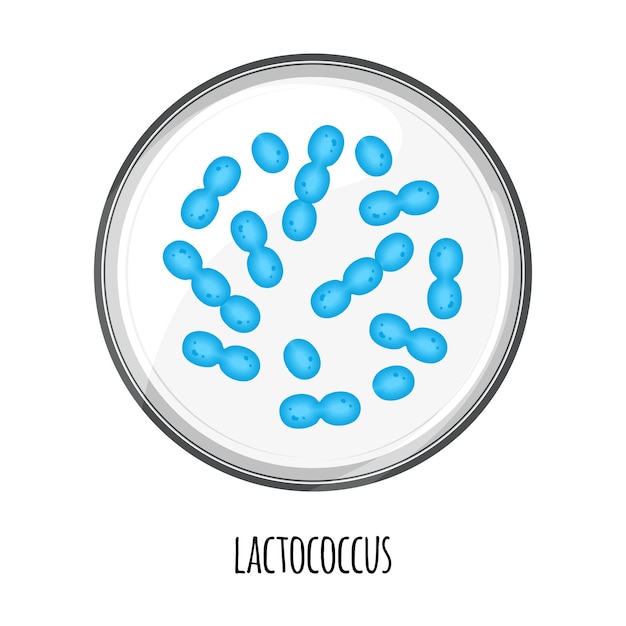 The human microbiome of lactococcus in a petri dish Vector image Bifidobacteria lactobacilli