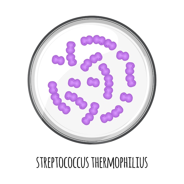 The human microbiome of streptococcus thermophilius in a petri dish Vector image Bifidobacteria