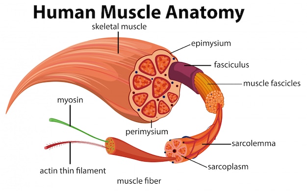 Human Muscle Anatomy Diagram