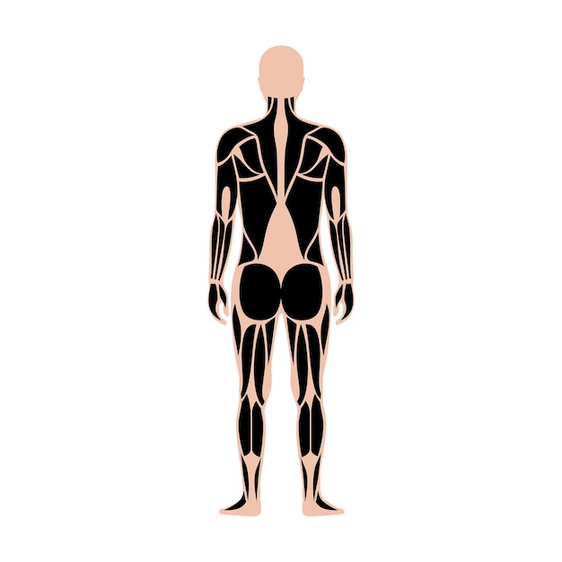 Human muscular system