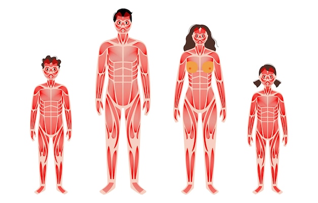 Human muscular system